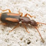Polistichus connexus, Romania (IS) – 1.july.2016